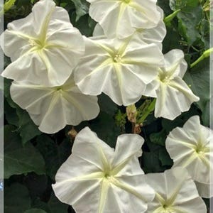 Könnte beinhalten: Nahaufnahme von weißen Blüten mit sternförmiger Form und hellgelbem Zentrum. Die Blütenblätter sind zart und zerknittert, mit einer weichen, samtigen Textur. Die Blüten sind von üppigen grünen Blättern umgeben, was eine natürliche und lebendige Komposition ergibt.