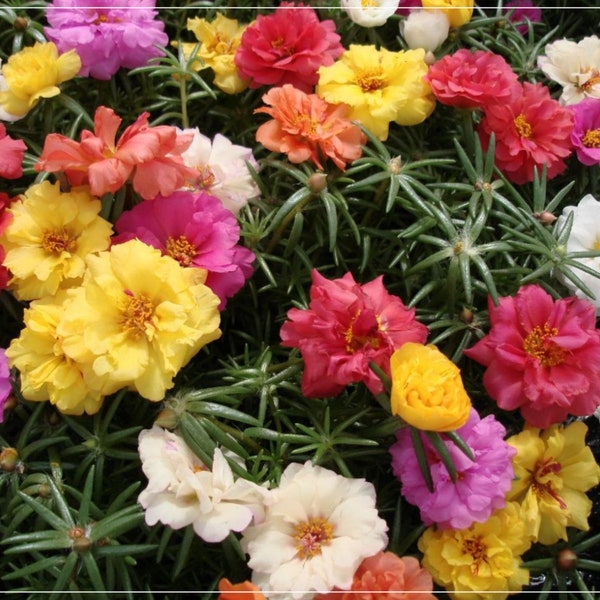 100 semillas mixtas multicapa Portulaca grandiflora, rosa de roca, rosa de musgo, natural, sin OGM, reliquia