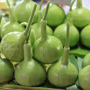 5 Seeds Round Bottle Gourd, Thai Squash, Calabash, Natural, Non GMO image 3