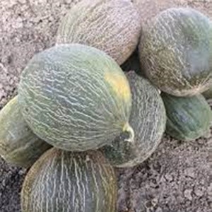 Puede incluir: Un grupo de seis melones verdes con una piel texturizada. Los melones están dispuestos en una pila sobre una superficie rocosa marrón.