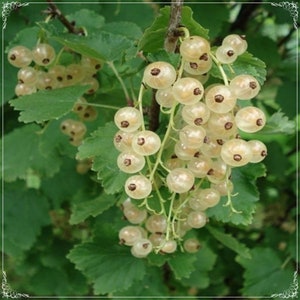 5 Samen Natürliche Johannisbeere Samen, Obstbaum, Stachelbeere, Natürlich, Non GMO, Erbstück