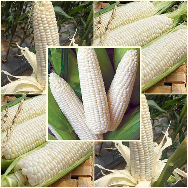 10 Seeds Big White Corn, Thai Waxy Corn, F1, White, Sweet, Large, Disease Resistant, Non GMO