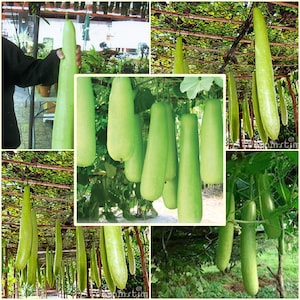 Gourde longue 5 graines, calebasse thaïlandaise, courge bouteille, naturelle, sans OGM