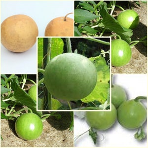 Puede incluir: Un collage de calabazas y frutos en desarrollo. La imagen presenta una variedad de calabazas, incluyendo calabazas redondas de color marrón claro y frutos verdes esféricos que crecen en vides. Las calabazas varían en tamaño y se encuentran sobre un fondo blanco y natural.