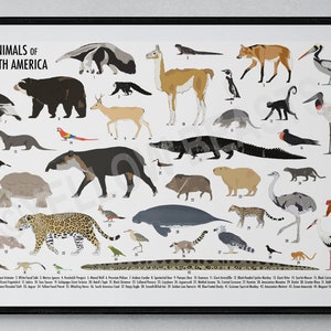 Afiche de animales de Sudamérica