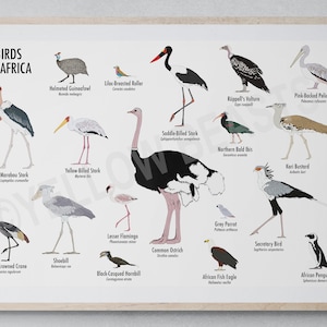 Poster Uccelli d'Africa