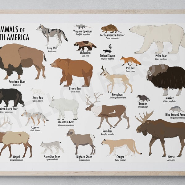 Mammals of North America Poster