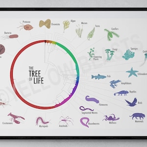 Manifesto dell'albero della vita
