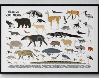 Animals of South America Poster