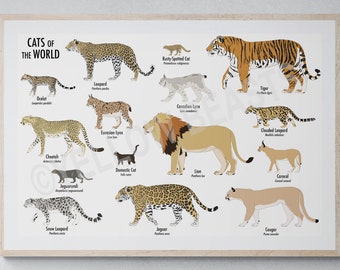 Cats of the World Poster - Etsy