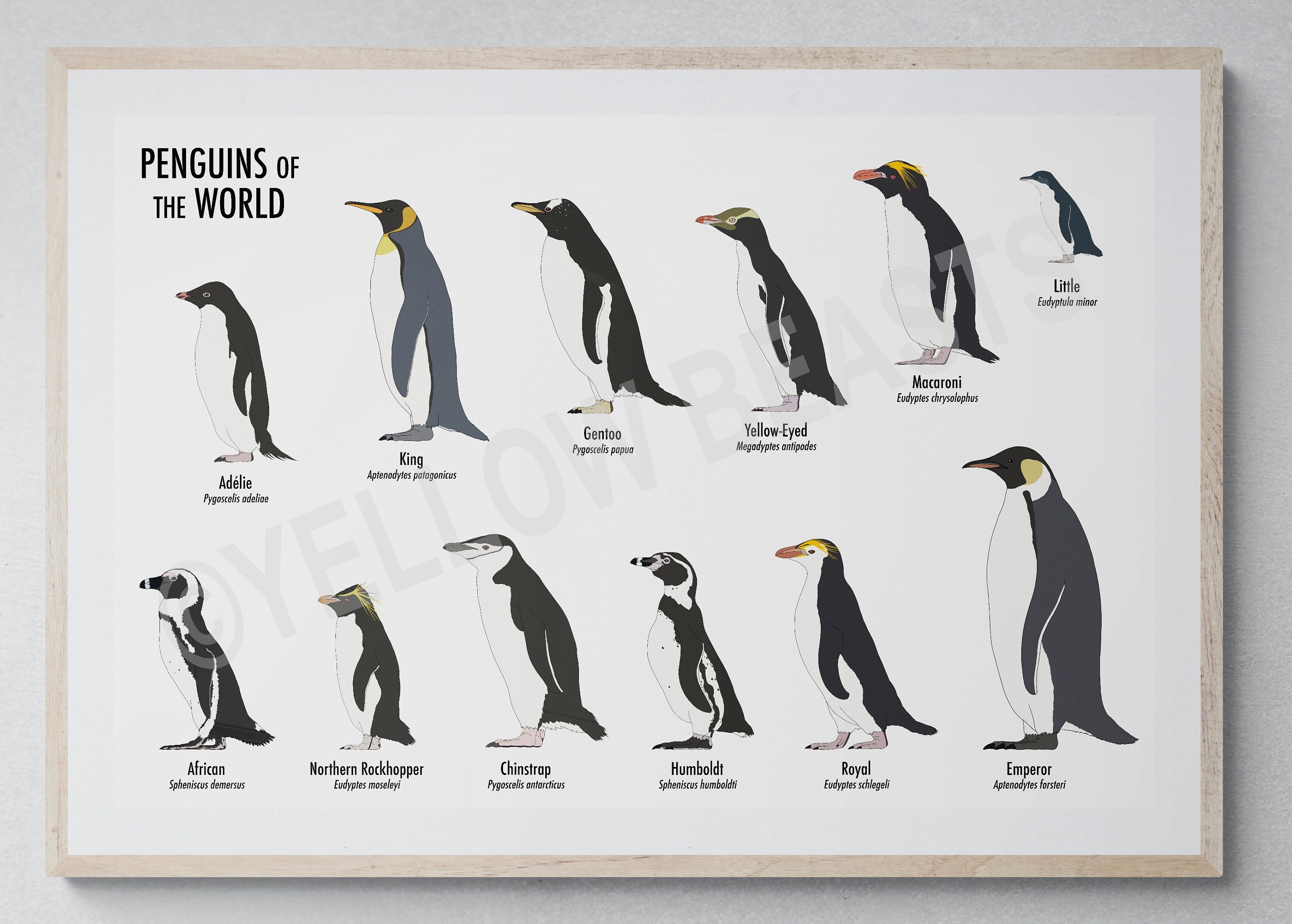 Penguins of the World Poster - Etsy Israel
