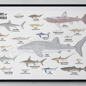 Sharks of the World Poster
