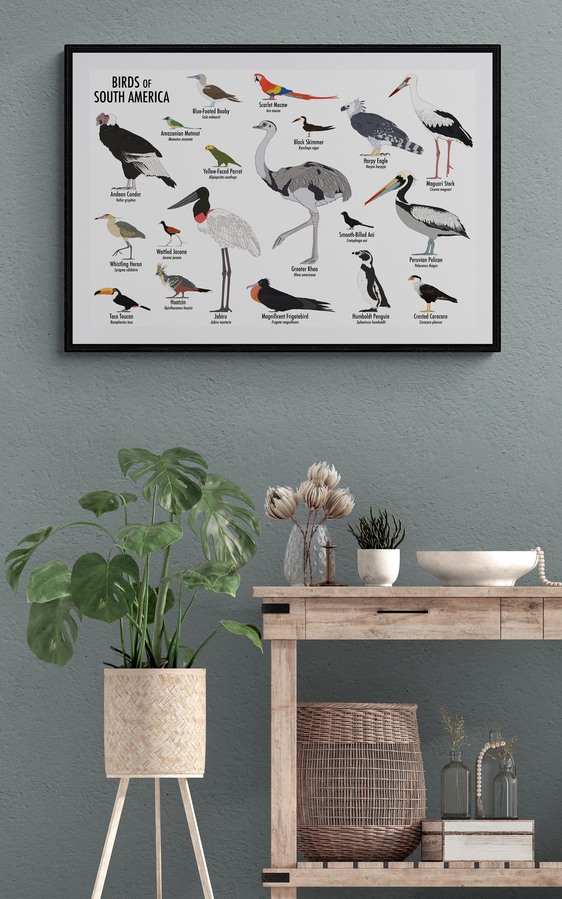 Birds of South America Poster - Etsy