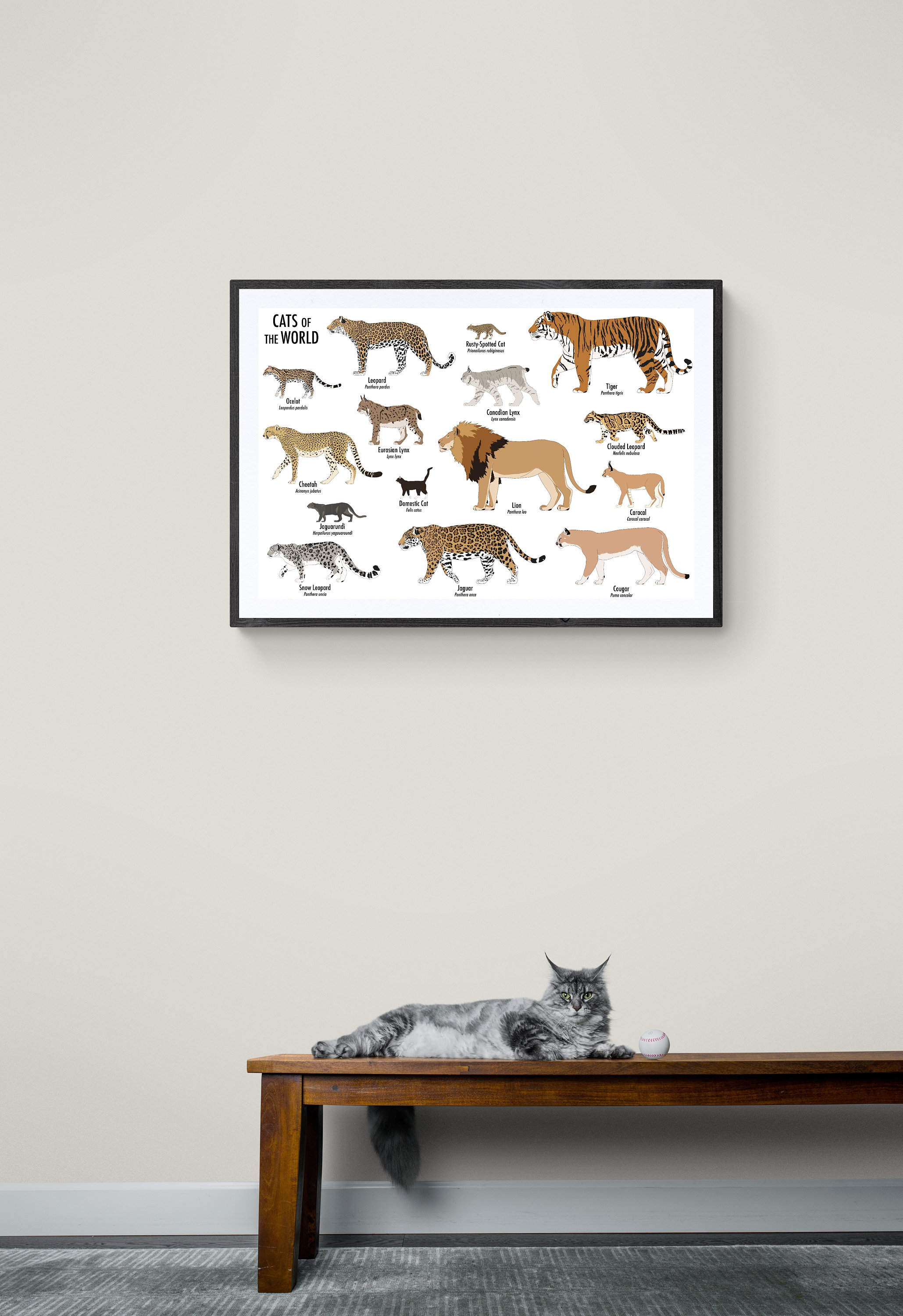 世界の猫 CATS OF THE WORLD ポスター Cats of the World Poster - Etsy