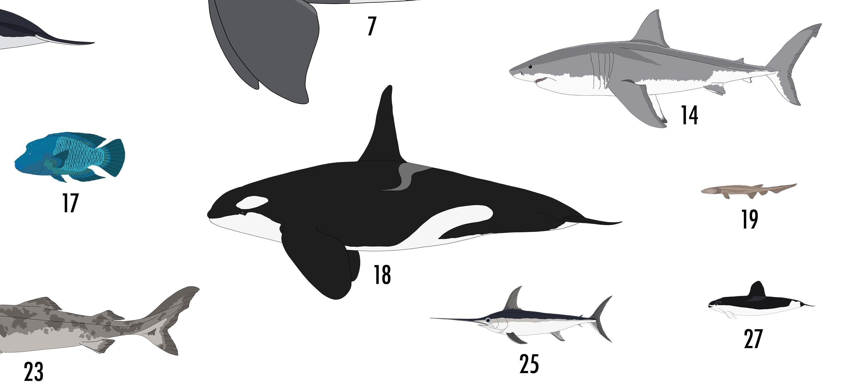 Animals of the Oceans Poster - Etsy, image size:3000x1372