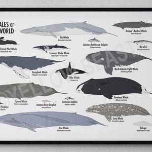 Wale der Welt Poster