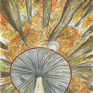 Map - mushroom in the forest