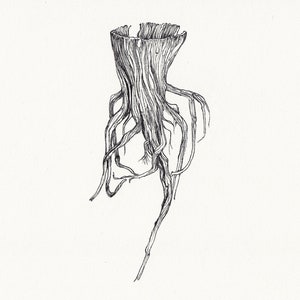 Root II