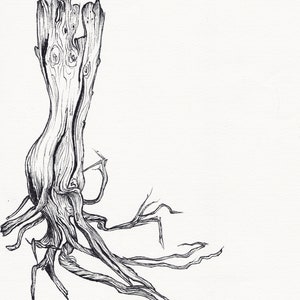 Root V