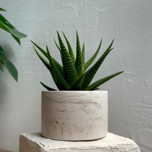Puede incluir: Una pequeña planta suculenta verde en una maceta de cerámica blanca con patrón de mármol. La maceta está sobre un pedestal blanco texturizado.