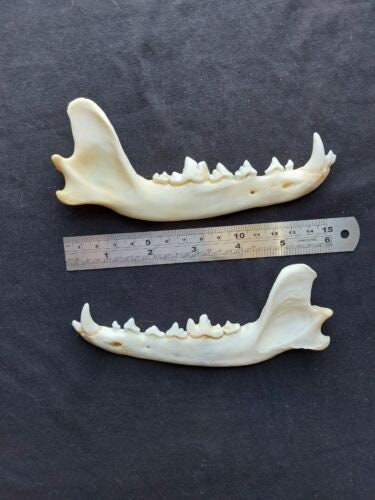 Animal Jaw Bones - Etsy Animal Jaw Bones - Etsy