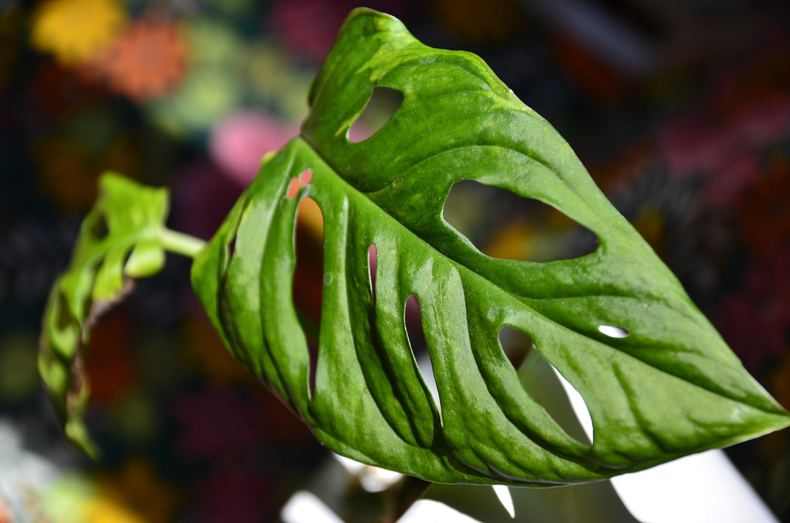 Monstera Adansonii Monkey Leaf