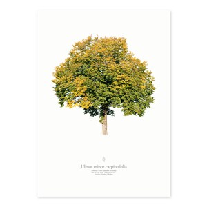 Ulme im Herbst - freigestelltes Baumfoto als Kunstdruck oder Poster