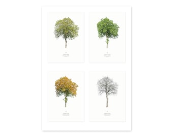 TreeArt - Walnut in seasons, 4 photographs as artprint or poster