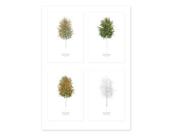 TreeArt - Birch in seasons, 4 photographs as artprint or poster