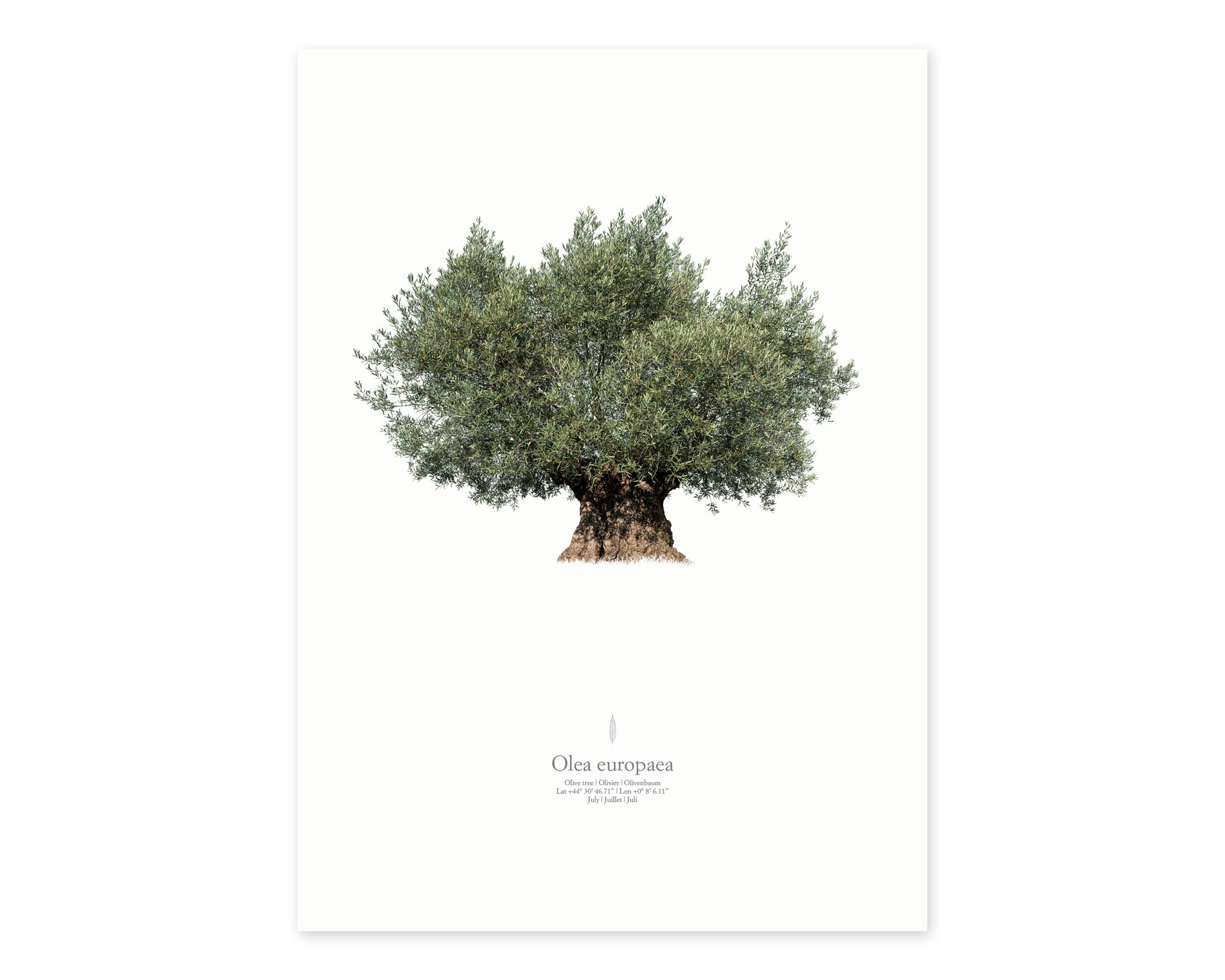 fire chief thuja Arborvitae Fire Chief 3 Gallon (Thuja occ. 'Congabe' PP19009) – Richardson  Roots