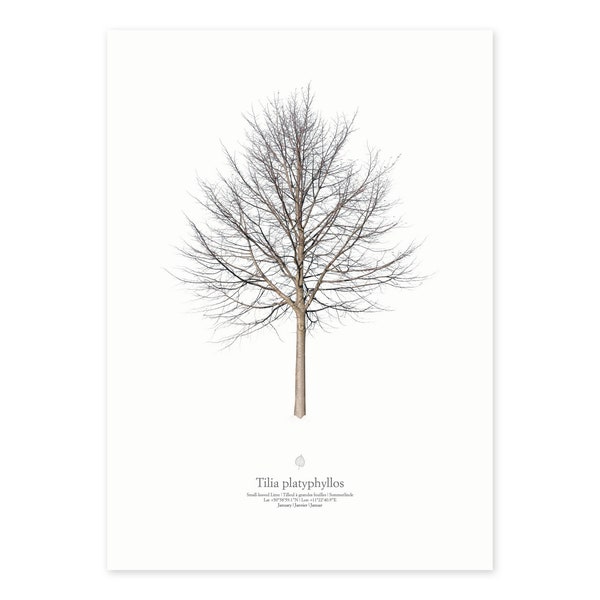 Linde - freigestelltes Baumfoto als Kunstdruck oder Poster