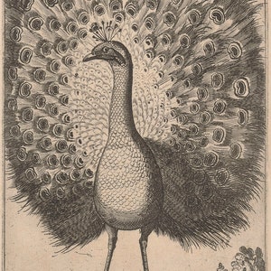 May include: A black and white engraving of a peacock with its tail feathers spread out. The peacock is standing on a grassy mound with two small trees in the background. The text "Pavone" is written in the top right corner of the image. The text "Nicolovan aesiformis Roma. 1594." is written in the bottom left corner of the image.