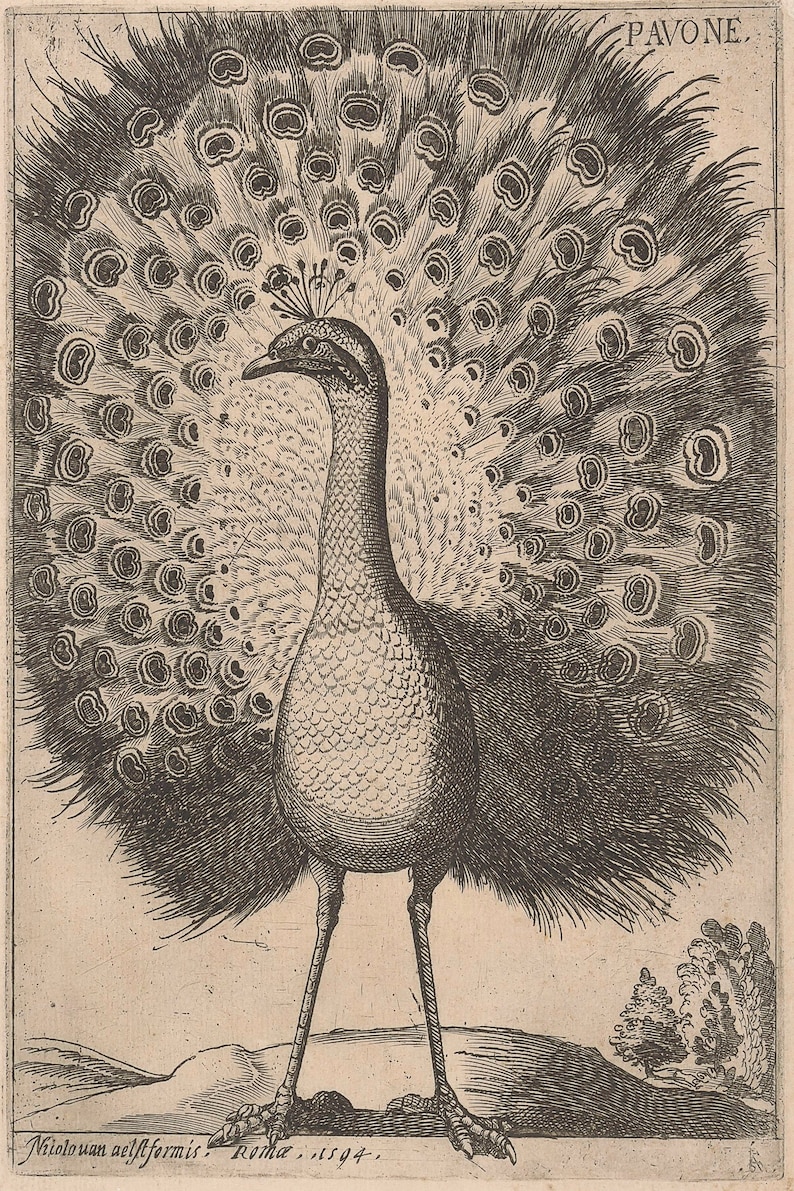 May include: A black and white engraving of a peacock with its tail feathers spread out. The peacock is standing on a grassy mound with two small trees in the background. The text "Pavone" is written in the top right corner of the image. The text "Nicolovan aesiformis Roma. 1594." is written in the bottom left corner of the image.