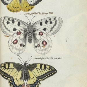 May include: A vintage illustration of three butterflies. The top butterfly is yellow and white with black markings. The middle butterfly is white with black and red markings. The bottom butterfly is yellow and black with a striped pattern. The illustration is dated "22.aug. 1802" and "2.8.Juli 1806. nat."