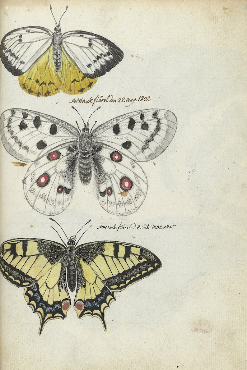 May include: A vintage illustration of three butterflies. The top butterfly is yellow and white with black markings. The middle butterfly is white with black and red markings. The bottom butterfly is yellow and black with a striped pattern. The illustration is dated "22.aug. 1802" and "2.8.Juli 1806. nat."