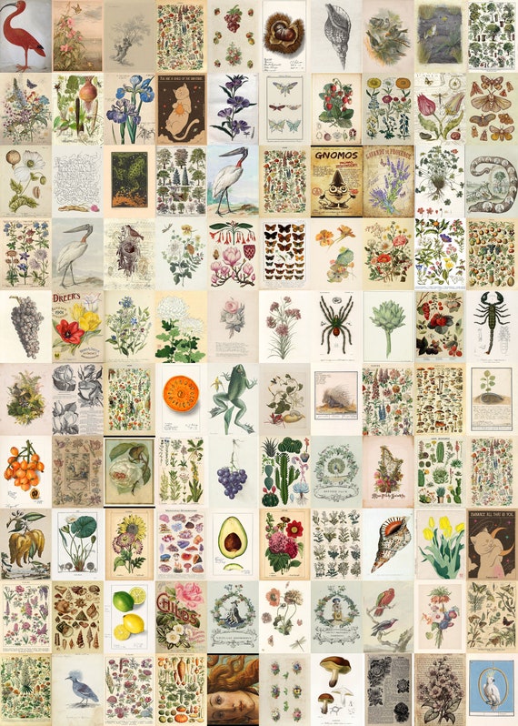 265PCS Vintage Botanical Prints Botanical Wall Art Collage - Etsy