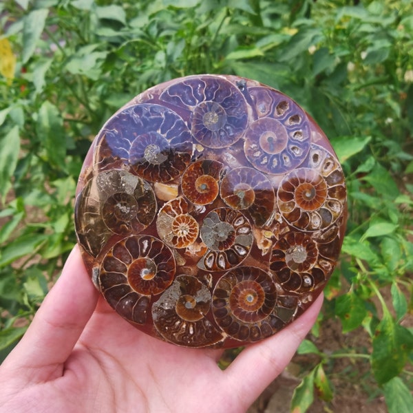 Natural Rare Ammonite Fossil Conch disc,Quartz Crystal Fossil,Fossil Specimen,Crystal Gifts,Reiki Heal,From Madagascar,Crystal Heal