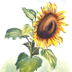 Watercolor painting of a sunflower flower