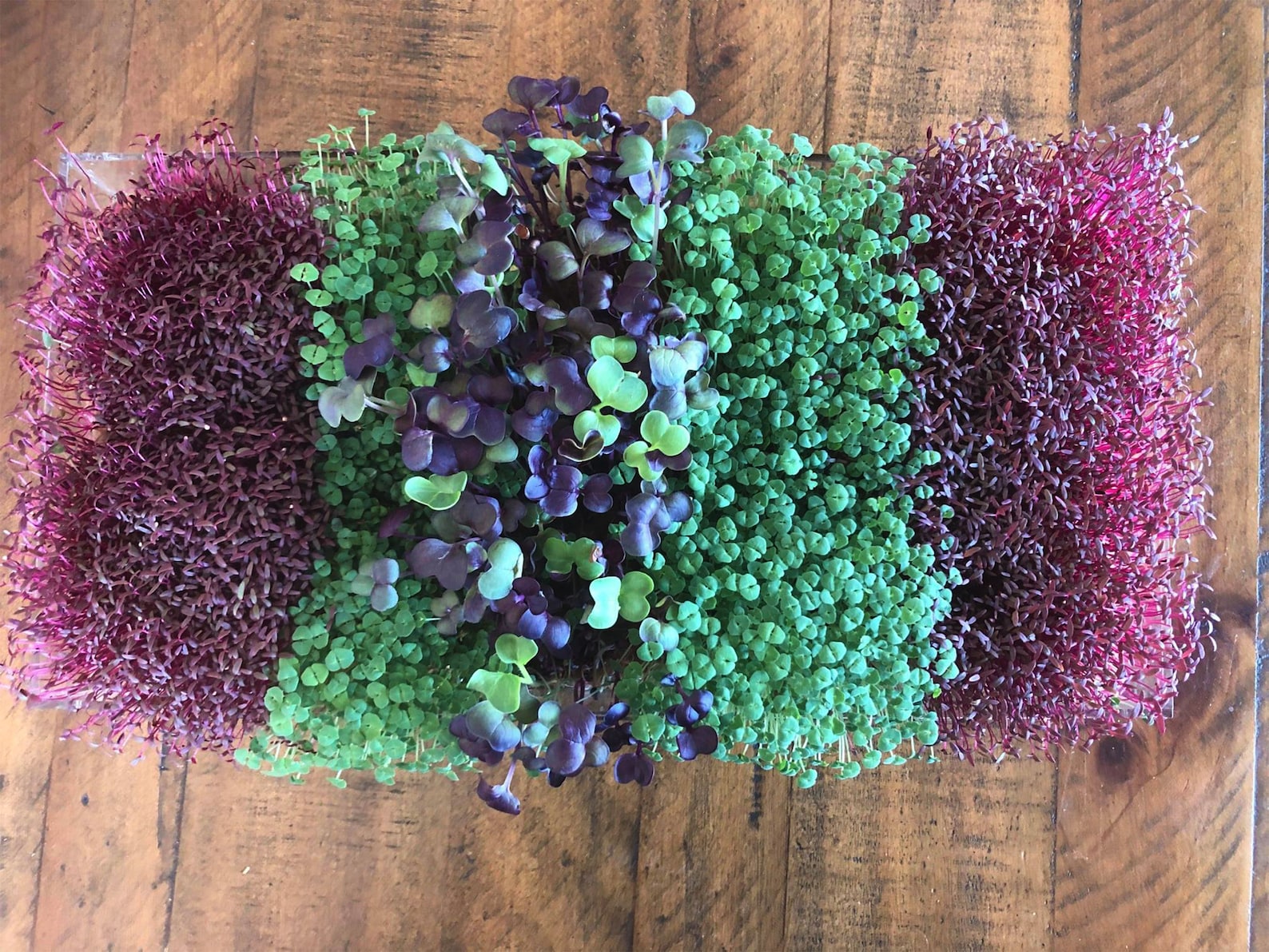 Six Premium Microgreens Seeds Collection - 100% Non GMO - Broccoli, Mixed Salad, Radish, Rocket, Chia and Amaranth Red Garnet