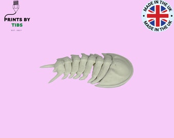 Flexi Trilobite model and fidget toy