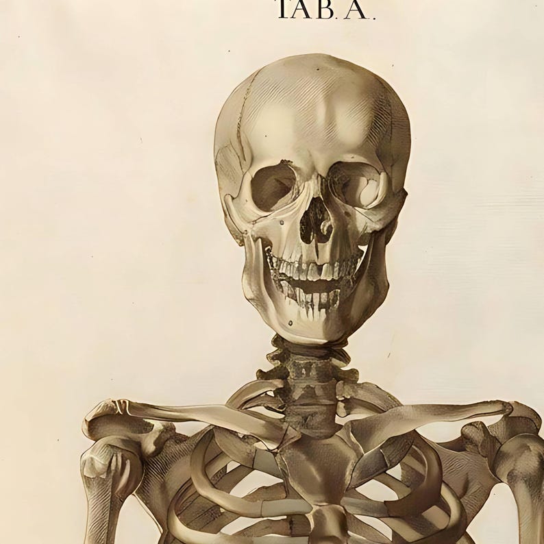 Vintage Skeleton Anatomy Poster – Antique Medical Illustration (digital ...