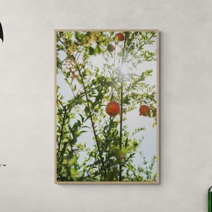 Pomegranate Physical Art, Red Fruit Wall Art, Mediterranean Fruit Photography Print, Kitchen Decor Poster, Nature Decor, Fruit Prints
