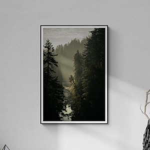 Forest Photography, Misty Forest Print, Vancouver Forest Photo, Canada Wall Art, Forest Print Art, Forest Print