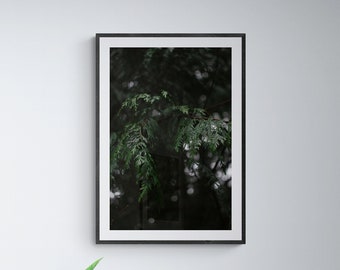 Moody Woods Photography Print, Dark Academia Botanical Wall Art (Digital Download)