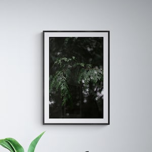 Woods Nature Digital Photography Print, Tree Nature Photo, Moody Photography, Dark Academia Botanical, Wall Art