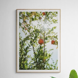 Pomegranate Photography Print Digital, Red Fruit Wall Art, Kitchen Decor, Fruit Prints, Nature Decor, Mediterranean Fruit, Pomegranate Art