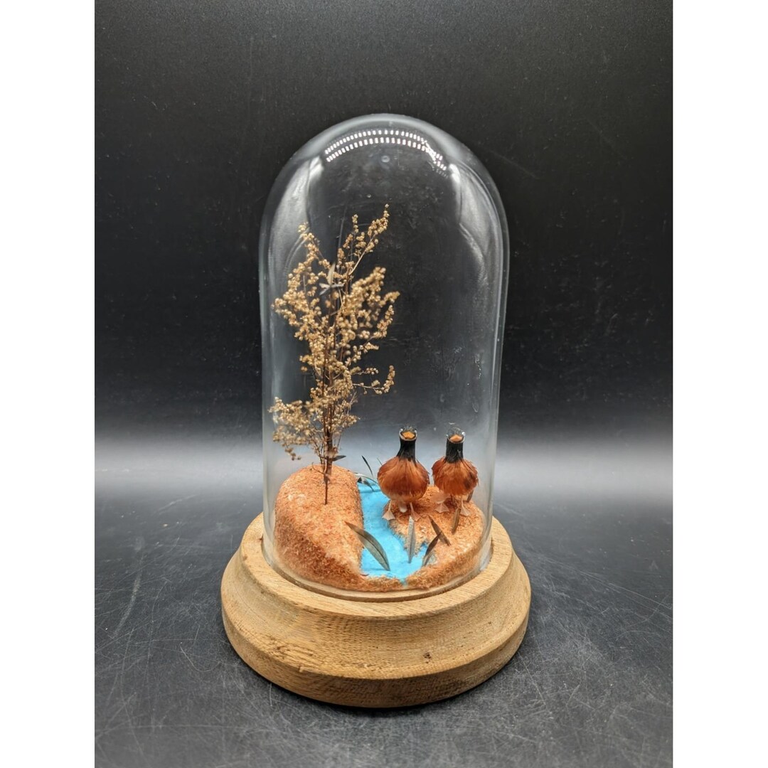 Vintage Miniature Bird Diorama in Glass Dome Cloche on Wood Base Nature ...