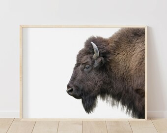 Wild Oxen - Etsy Australia Wild Oxen - Etsy Australia