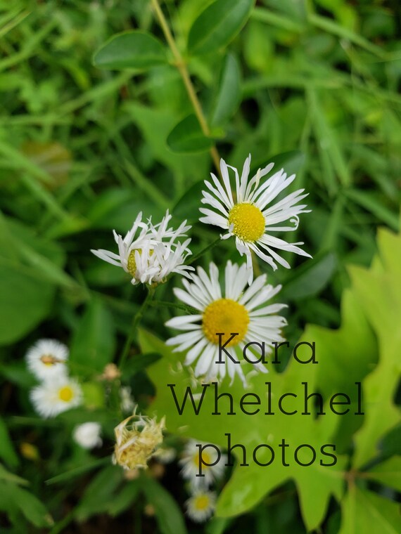 White Flowers in Grass Etsy