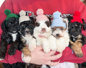 puppy accessories